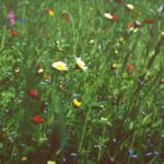 white daisy flowers